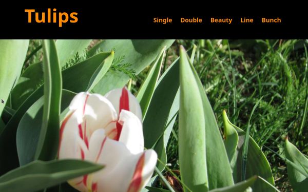 Tulips
